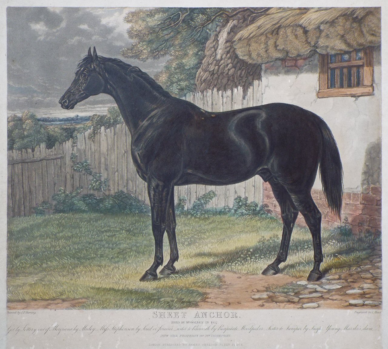 Aquatint - Sheet Anchor. Bred by Mr. Golden in 1832. - Hunt